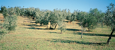 Olivenhain